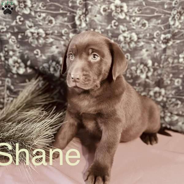 Shane, Chocolate Labrador Retriever Puppy
